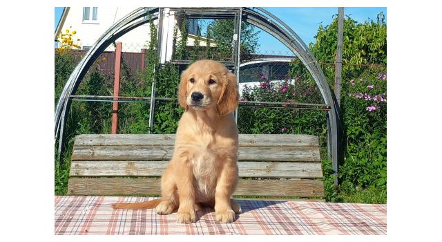 Щенки золотистого ретривера в питомнике Goldberry Щенки золотистого ретривера в питомнике Goldberry