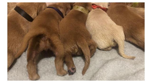 Щенки в питомнике Goldberry Щенки в питомнике Goldberry