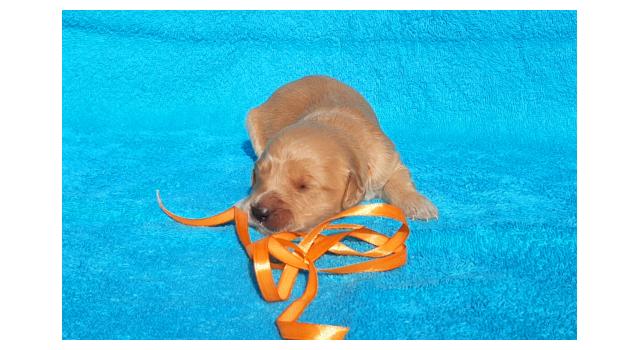 Щенки золотистого ретривера в питомнике Goldberry Щенки золотистого ретривера в питомнике Goldberry