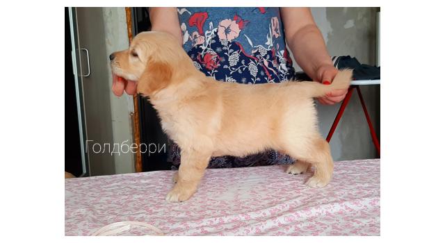 Щенки золотистого ретривера в питомнике Goldberry Щенки золотистого ретривера в питомнике Goldberry