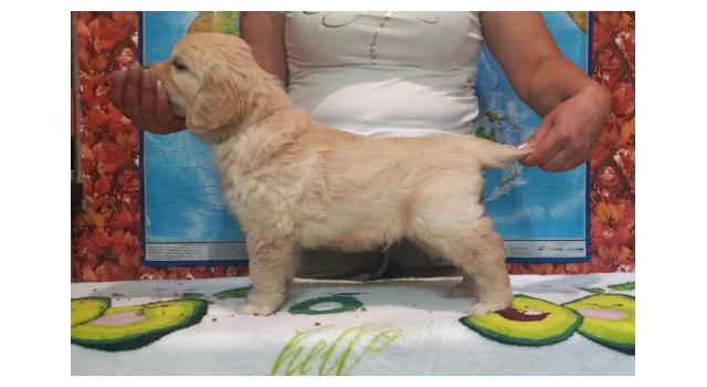 Щенки золотистого ретривера в питомнике Goldberry Щенки золотистого ретривера в питомнике Goldberry