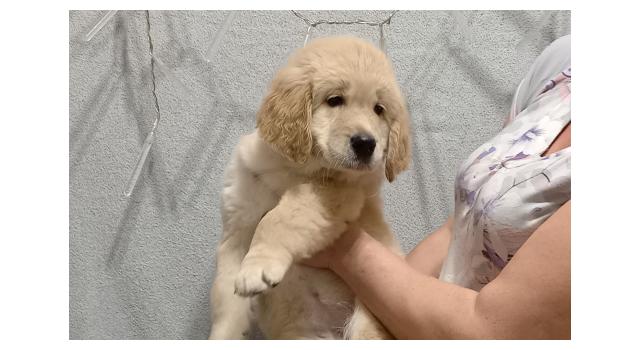 Щенки золотистого ретривера в питомнике Goldberry Щенки золотистого ретривера в питомнике Goldberry