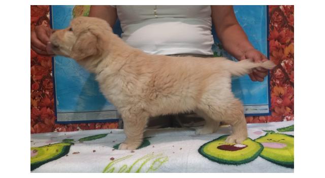 Щенки золотистого ретривера в питомнике Goldberry Щенки золотистого ретривера в питомнике Goldberry