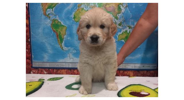 Щенки золотистого ретривера в питомнике Goldberry Щенки золотистого ретривера в питомнике Goldberry