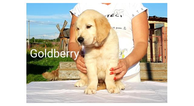 Щенки золотистого ретривера в питомнике Goldberry Щенки золотистого ретривера в питомнике Goldberry