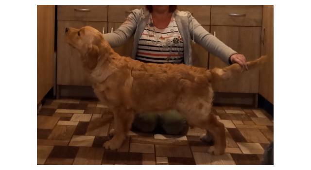 Щенки золотистого ретривера в питомнике Goldberry Щенки золотистого ретривера в питомнике Goldberry