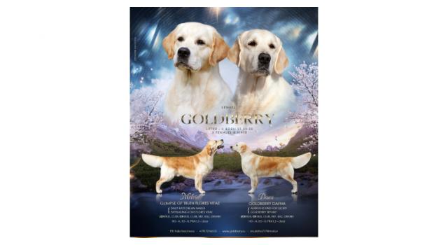 Щенки в питомнике Goldberry Щенки в питомнике Goldberry