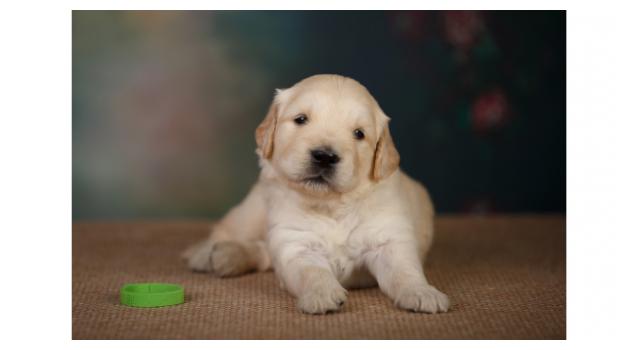 Щенки золотистого ретривера в питомнике Goldberry Щенки золотистого ретривера в питомнике Goldberry