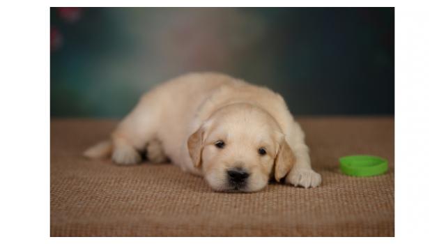 Щенки золотистого ретривера в питомнике Goldberry Щенки золотистого ретривера в питомнике Goldberry