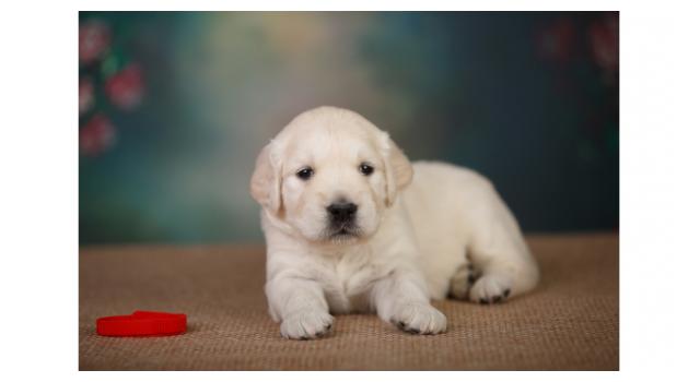 Щенки золотистого ретривера в питомнике Goldberry Щенки золотистого ретривера в питомнике Goldberry