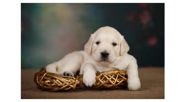 Щенки золотистого ретривера в питомнике Goldberry Щенки золотистого ретривера в питомнике Goldberry