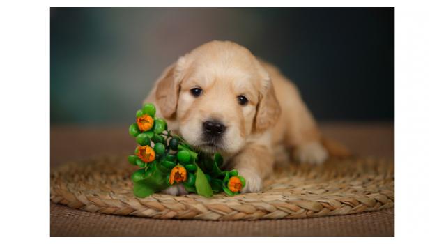 Щенки золотистого ретривера в питомнике Goldberry Щенки золотистого ретривера в питомнике Goldberry