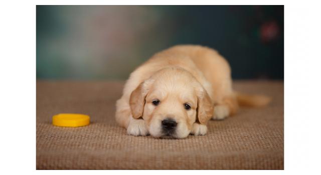 Щенки золотистого ретривера в питомнике Goldberry Щенки золотистого ретривера в питомнике Goldberry