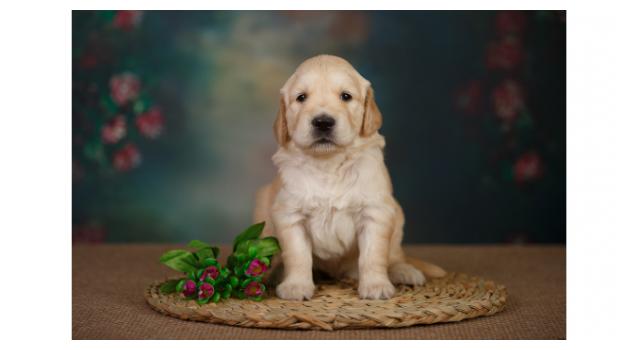 Щенки золотистого ретривера в питомнике Goldberry Щенки золотистого ретривера в питомнике Goldberry