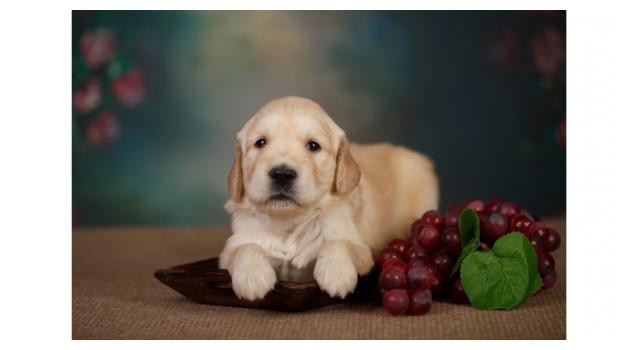 Щенки золотистого ретривера в питомнике Goldberry Щенки золотистого ретривера в питомнике Goldberry