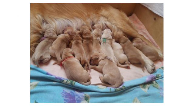 Щенки в питомнике Goldberry Щенки в питомнике Goldberry