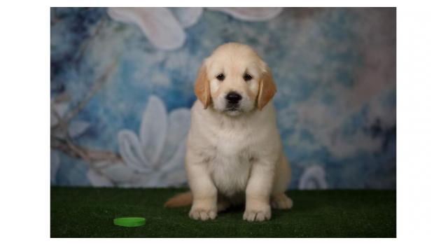 Щенки золотистого ретривера в питомнике Goldberry Щенки золотистого ретривера в питомнике Goldberry