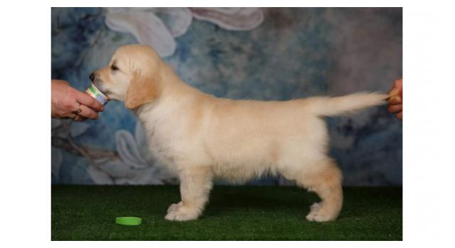 Щенки золотистого ретривера в питомнике Goldberry Щенки золотистого ретривера в питомнике Goldberry