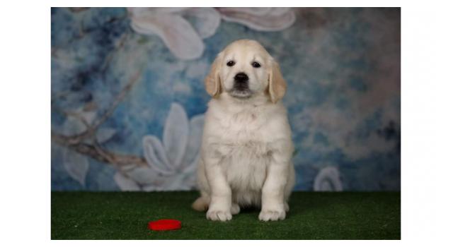 Щенки золотистого ретривера в питомнике Goldberry Щенки золотистого ретривера в питомнике Goldberry