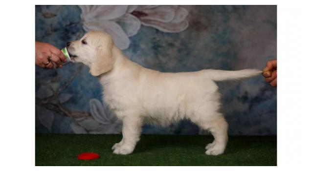 Щенки золотистого ретривера в питомнике Goldberry Щенки золотистого ретривера в питомнике Goldberry