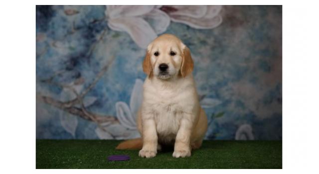 Щенки золотистого ретривера в питомнике Goldberry Щенки золотистого ретривера в питомнике Goldberry