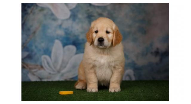 Щенки золотистого ретривера в питомнике Goldberry Щенки золотистого ретривера в питомнике Goldberry