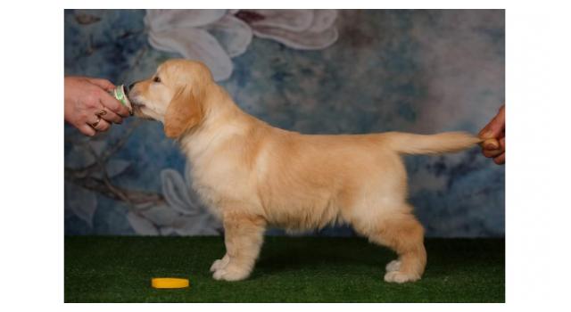 Щенки золотистого ретривера в питомнике Goldberry Щенки золотистого ретривера в питомнике Goldberry