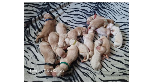 Щенки в питомнике Goldberry Щенки в питомнике Goldberry