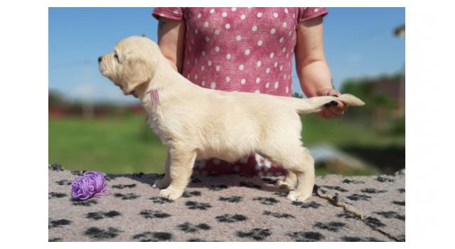 Щенки золотистого ретривера в питомнике Goldberry Щенки золотистого ретривера в питомнике Goldberry