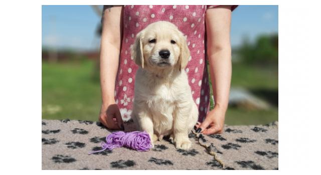 Щенки золотистого ретривера в питомнике Goldberry Щенки золотистого ретривера в питомнике Goldberry