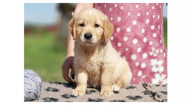 Щенки золотистого ретривера в питомнике Goldberry Щенки золотистого ретривера в питомнике Goldberry