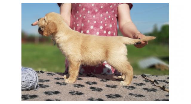 Щенки золотистого ретривера в питомнике Goldberry Щенки золотистого ретривера в питомнике Goldberry