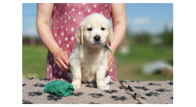 Щенки золотистого ретривера в питомнике Goldberry Щенки золотистого ретривера в питомнике Goldberry