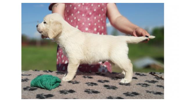 Щенки золотистого ретривера в питомнике Goldberry Щенки золотистого ретривера в питомнике Goldberry