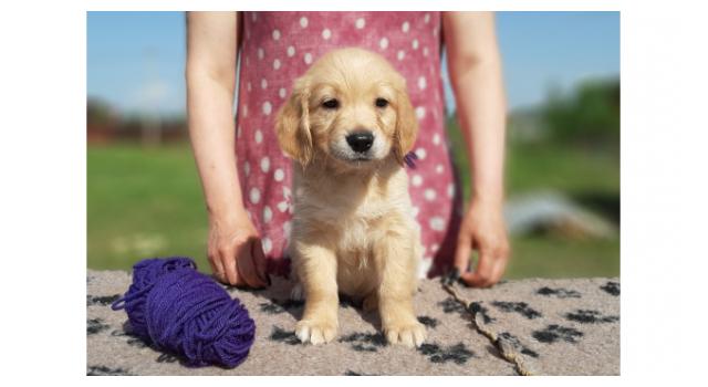 Щенки золотистого ретривера в питомнике Goldberry Щенки золотистого ретривера в питомнике Goldberry