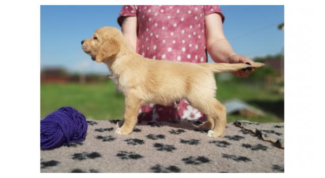 Щенки золотистого ретривера в питомнике Goldberry Щенки золотистого ретривера в питомнике Goldberry