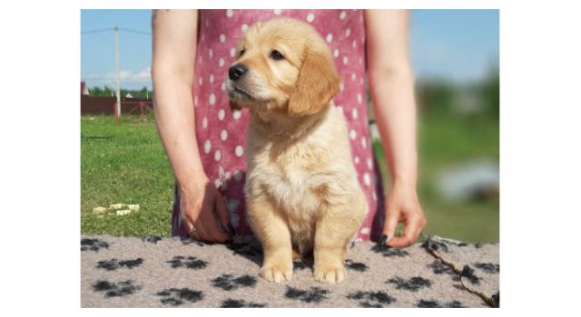 Щенки золотистого ретривера в питомнике Goldberry Щенки золотистого ретривера в питомнике Goldberry