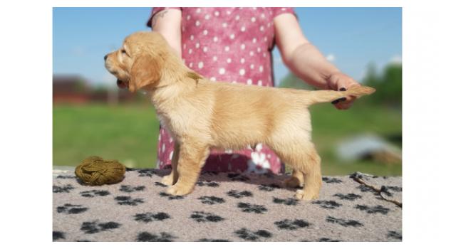 Щенки золотистого ретривера в питомнике Goldberry Щенки золотистого ретривера в питомнике Goldberry