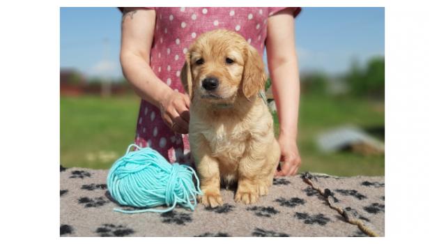 Щенки золотистого ретривера в питомнике Goldberry Щенки золотистого ретривера в питомнике Goldberry