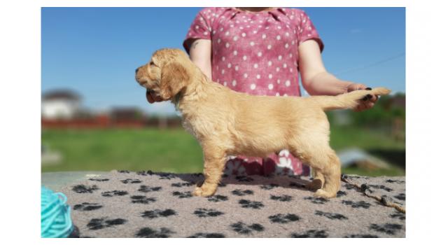 Щенки золотистого ретривера в питомнике Goldberry Щенки золотистого ретривера в питомнике Goldberry