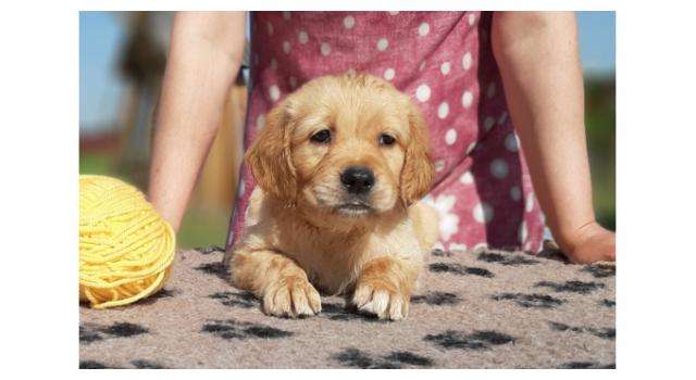 Щенки золотистого ретривера в питомнике Goldberry Щенки золотистого ретривера в питомнике Goldberry