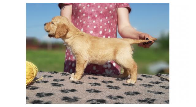 Щенки золотистого ретривера в питомнике Goldberry Щенки золотистого ретривера в питомнике Goldberry