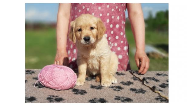 Щенки золотистого ретривера в питомнике Goldberry Щенки золотистого ретривера в питомнике Goldberry