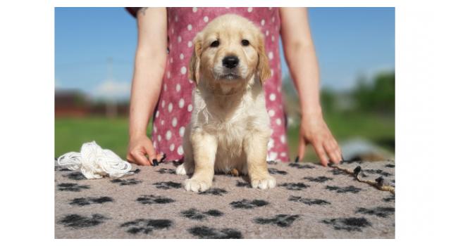 Щенки золотистого ретривера в питомнике Goldberry Щенки золотистого ретривера в питомнике Goldberry