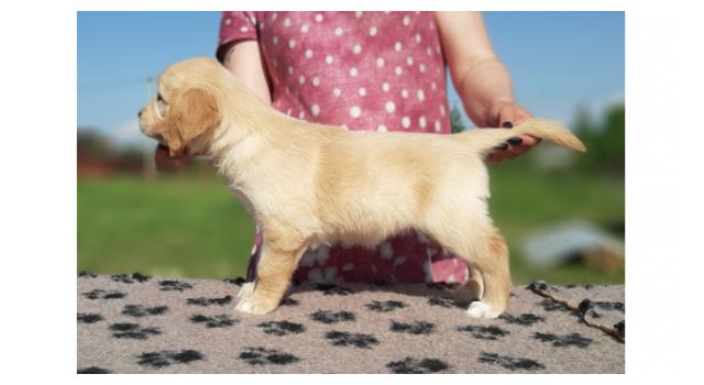 Щенки золотистого ретривера в питомнике Goldberry Щенки золотистого ретривера в питомнике Goldberry