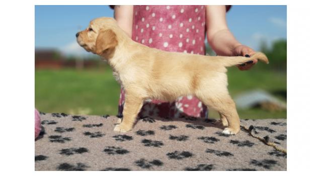 Щенки золотистого ретривера в питомнике Goldberry Щенки золотистого ретривера в питомнике Goldberry