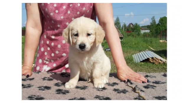 Щенки золотистого ретривера в питомнике Goldberry Щенки золотистого ретривера в питомнике Goldberry