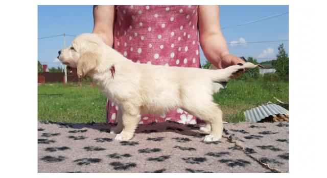 Щенки золотистого ретривера в питомнике Goldberry Щенки золотистого ретривера в питомнике Goldberry