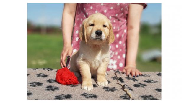 Щенки золотистого ретривера в питомнике Goldberry Щенки золотистого ретривера в питомнике Goldberry