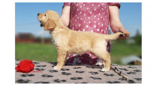 Щенки золотистого ретривера в питомнике Goldberry Щенки золотистого ретривера в питомнике Goldberry